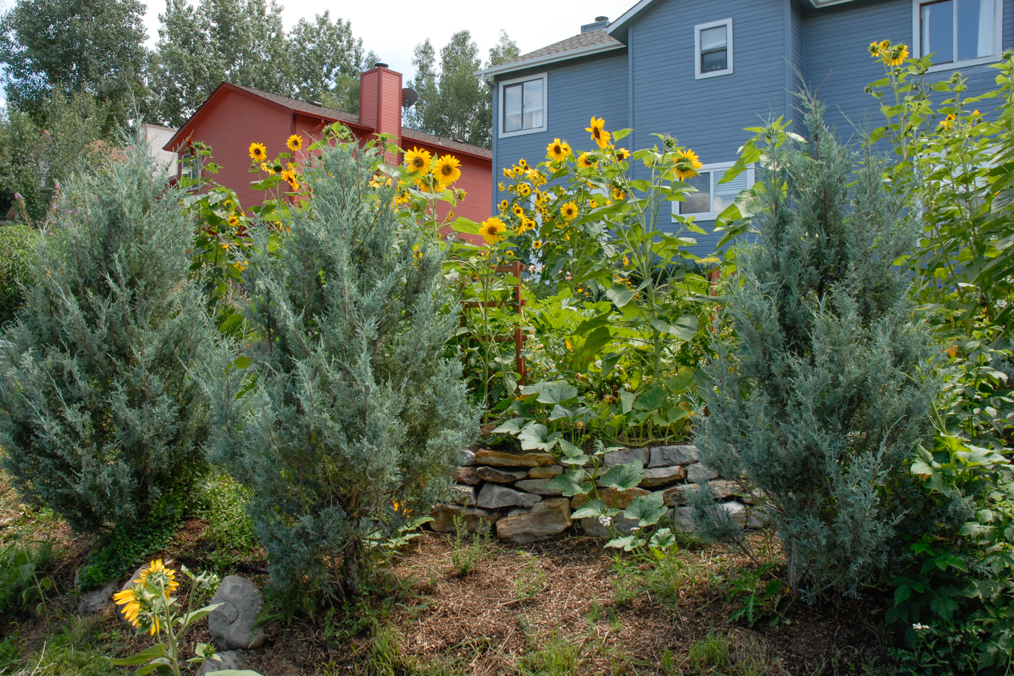Terraced Turf Backyard
